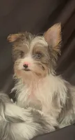 Blue parti Merle Yorkie boy, a male Yorkshire Terrier for sale in Las Vegas, NV – 2 of 2