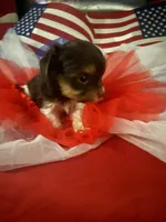 Tiny chocolate prti boy, a male Yorkshire Terrier for sale in Las Vegas, NV – 1 of 3