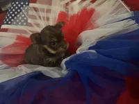 Tiny chocolate girl, a female Yorkshire Terrier for sale in Las Vegas, NV – 3 of 3