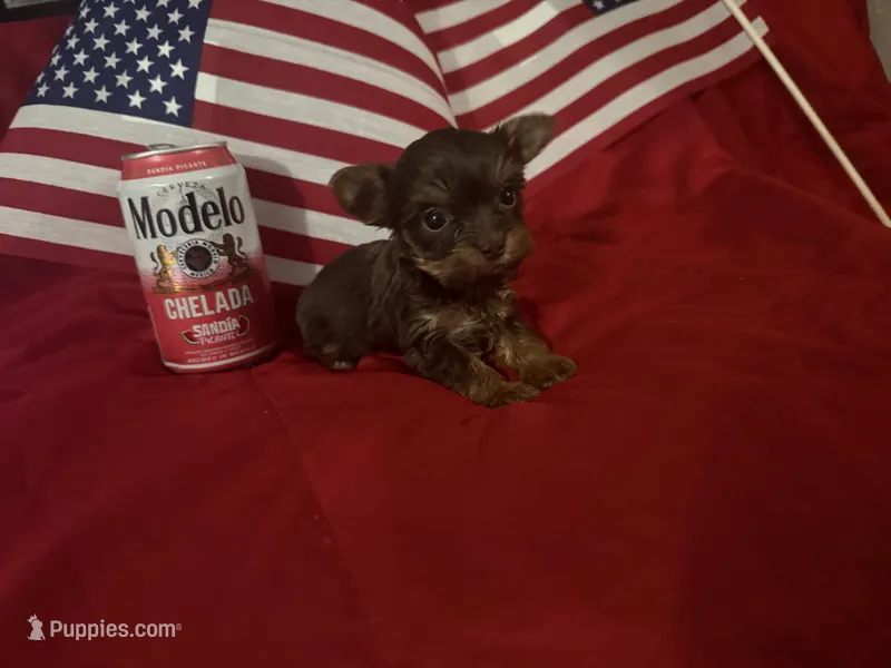 Tiny chocolate girl, a female Yorkshire Terrier for sale in Las Vegas, NV – 1 of 3