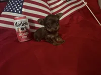 Tiny chocolate girl, a female Yorkshire Terrier for sale in Las Vegas, NV – 1 of 3