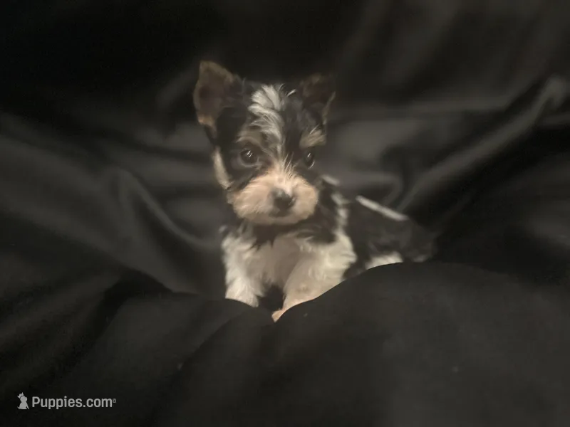Parti Yorkie male  – Yorkshire Terrier puppy for sale in Las Vegas, NV