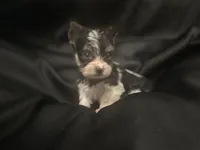 Parti Yorkie male , a male Yorkshire Terrier for sale in Las Vegas, NV – Photo 1 of 3