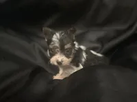 Parti Yorkie male , a male Yorkshire Terrier for sale in Las Vegas, NV – Photo 3 of 3