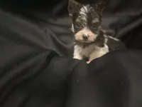 Parti Yorkie male , a male Yorkshire Terrier for sale in Las Vegas, NV – Photo 2 of 3