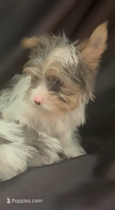 Blue parti Merle Yorkie boy – Yorkshire Terrier puppy for sale in Las Vegas, NV