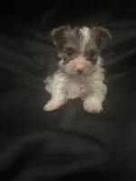 Merle boy , a male Yorkshire Terrier for sale in Las Vegas, NV – Photo 3 of 4