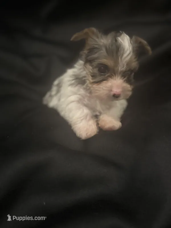 Merle boy  – Yorkshire Terrier puppy for sale in Las Vegas, NV