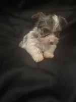 Merle boy , a male Yorkshire Terrier for sale in Las Vegas, NV – Photo 1 of 4