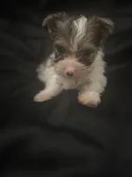 Merle boy , a male Yorkshire Terrier for sale in Las Vegas, NV – Photo 2 of 4