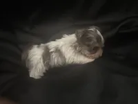 Merle boy , a male Yorkshire Terrier for sale in Las Vegas, NV – Photo 4 of 4