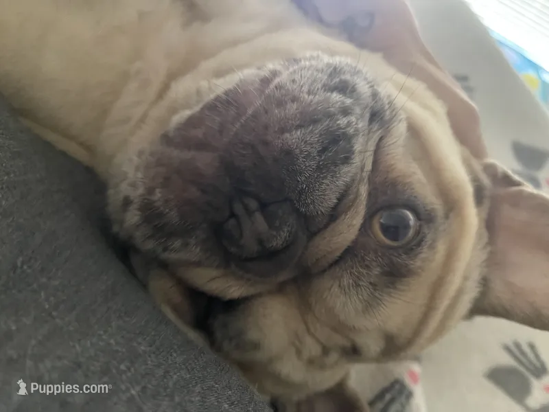 Meech  – French Bulldog puppy for sale in Prescott Valley, AZ