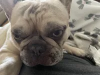 Meech , a male French Bulldog for sale in Prescott Valley, AZ – 4 of 4