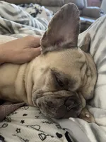 Meech , a male French Bulldog for sale in Prescott Valley, AZ – 3 of 4