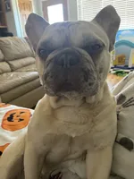 Meech , a male French Bulldog for sale in Prescott Valley, AZ – 2 of 4