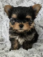 Prince, a male Yorkshire Terrier for sale in Fredericksburg, OH – 1 of 5