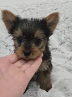 Opal , a female Yorkshire Terrier for sale in Fredericksburg, OH – 7 of 10