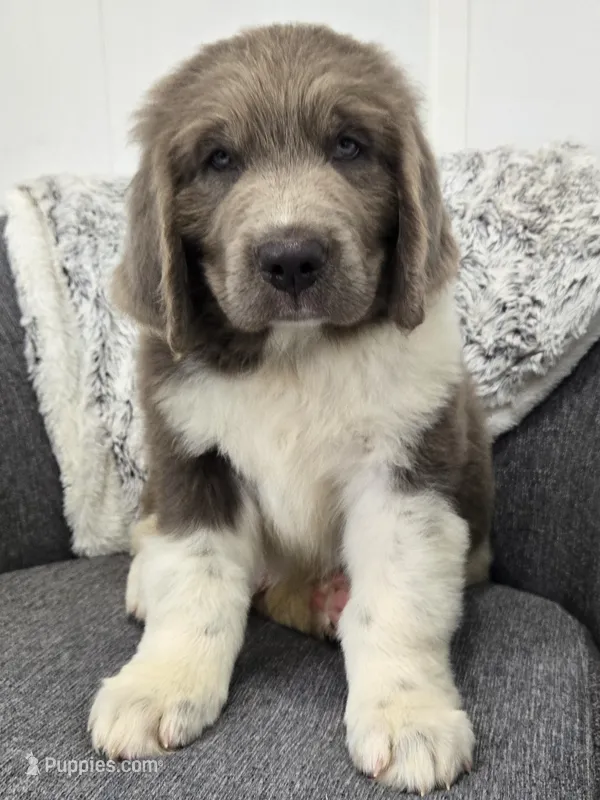 Scout  – Newfoundland puppy for sale in Fredericksburg, OH