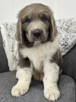 Scout , a male Newfoundland for sale in Fredericksburg, OH – 1 of 6