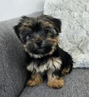 Lily , a female Yorkshire Terrier for sale in Fredericksburg, OH – 2 of 7