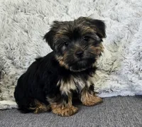 Lily , a female Yorkshire Terrier for sale in Fredericksburg, OH – 6 of 7