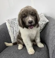 Sawyer , a male Newfoundland for sale in Fredericksburg, OH – 4 of 10