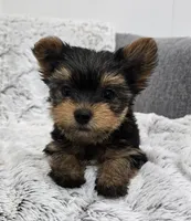 Oakley , a female Yorkshire Terrier for sale in Fredericksburg, OH – 2 of 5