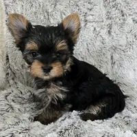 Pearl, a female Yorkshire Terrier for sale in Fredericksburg, OH – 4 of 7