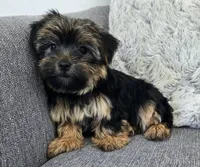 Lily , a female Yorkshire Terrier for sale in Fredericksburg, OH – 7 of 7
