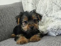 Lilac , a female Yorkshire Terrier for sale in Fredericksburg, OH – 5 of 6