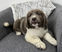 Sawyer , a male Newfoundland for sale in Fredericksburg, OH – 6 of 10