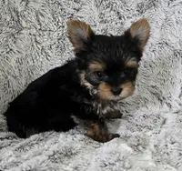Pearl, a female Yorkshire Terrier for sale in Fredericksburg, OH – 3 of 7