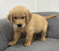Rocky , a male Golden Retriever for sale in Fredericksburg, OH – 3 of 6