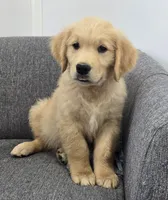 Niko, a male Golden Retriever for sale in Fredericksburg, OH – 2 of 8