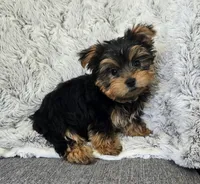 Teddy , a male Yorkshire Terrier for sale in Fredericksburg, OH – 3 of 7