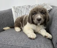 Sawyer , a male Newfoundland for sale in Fredericksburg, OH – 10 of 10