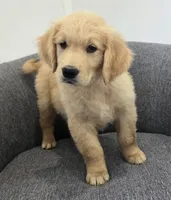 Niko, a male Golden Retriever for sale in Fredericksburg, OH – 4 of 8