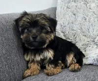 Lily , a female Yorkshire Terrier for sale in Fredericksburg, OH – 5 of 7