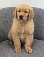Rusty , a male Golden Retriever for sale in Fredericksburg, OH – 6 of 6