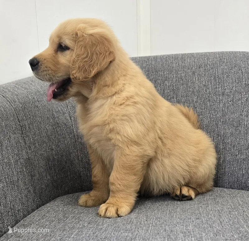 Rocky  – Golden Retriever puppy for sale in Fredericksburg, OH