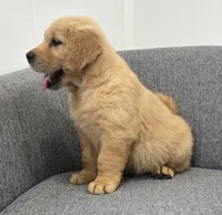Rocky , a male Golden Retriever for sale in Fredericksburg, OH – 2 of 6