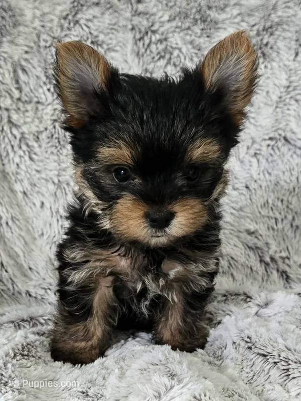 Pearl – Yorkshire Terrier puppy for sale in Fredericksburg, OH