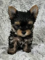 Pearl, a female Yorkshire Terrier for sale in Fredericksburg, OH – 1 of 7