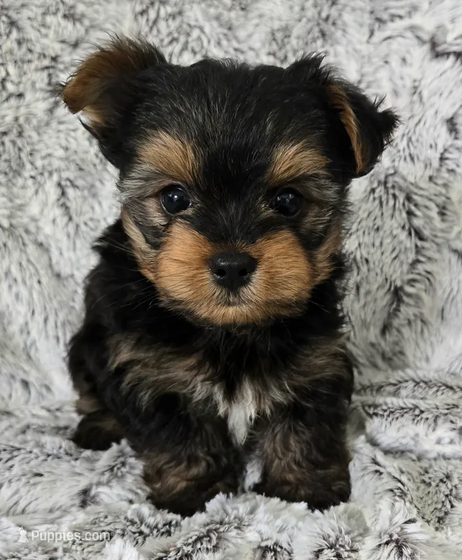 Pepper  – Yorkshire Terrier puppy for sale in Fredericksburg, OH