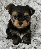 Pepper , a male Yorkshire Terrier for sale in Fredericksburg, OH – 1 of 5