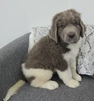 Sooner, a male Newfoundland for sale in Fredericksburg, OH – 5 of 6
