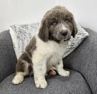 Sawyer , a male Newfoundland for sale in Fredericksburg, OH – 8 of 10