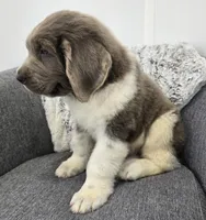 Scout , a male Newfoundland for sale in Fredericksburg, OH – 4 of 6