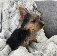 Opal , a female Yorkshire Terrier for sale in Fredericksburg, OH – 3 of 10