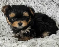 Parker, a male Yorkshire Terrier for sale in Fredericksburg, OH – 6 of 6